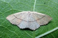 Cyclophora punctaria