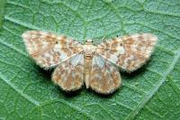 Hydrelia flammeolaria