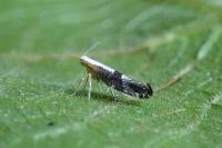 Argyresthia spinosella