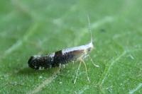 Argyresthia spinosella