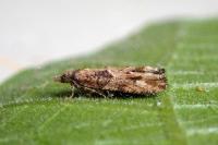 Acroclita subsequana