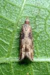 Acroclita subsequana