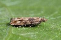 Acroclita subsequana