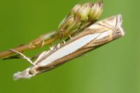 Crambus pascuella