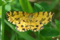 Pseudopanthera macularia