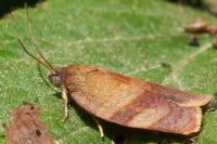 Cacoecimorpha pronubana