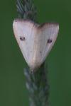Rivula sericealis