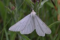Siona lineata
