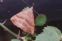 Hypena proboscidalis