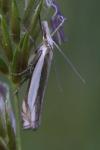 Crambus pascuella