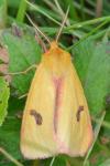 Diacrisia sannio