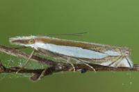Crambus pascuella