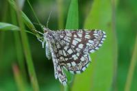 Chiasmia clathrata