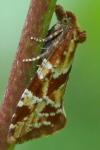 Aethes hartmanniana/piercei