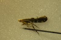 Argyresthia spinosella