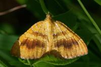 Camptogramma bilineata