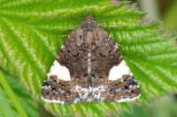 Tyta luctuosa