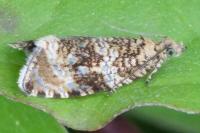 Celypha lacunana
