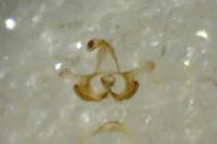 Coleophora alcyonipennella