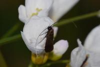 Cauchas rufimitrella