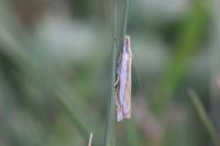 Crambus pascuella