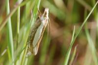 Crambus pascuella