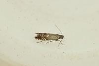 Glyphipterix simpliciella