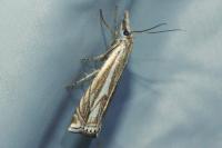 Crambus lathoniellus