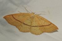 Cyclophora linearia