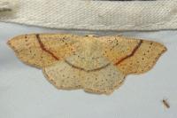 Cyclophora punctaria
