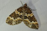 Electrophaes corylata