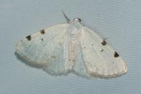 Lomographa bimaculata