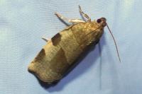 Choristoneura hebenstreitella