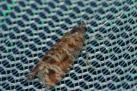 Rhyacionia miniatana/pinivorana