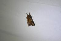 Notodonta ziczac