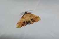 Plagodis dolabraria