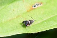 Grapholita compositella