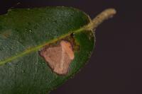 Ectoedemia heringella