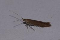 Coleophora binderella