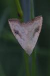 Rivula sericealis