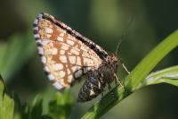 Chiasmia clathrata