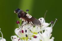 Grapholita compositella