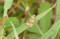 Celypha lacunana