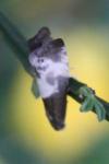 Notocelia cynosbatella