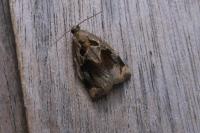 Archips crataegana