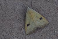 Rivula sericealis