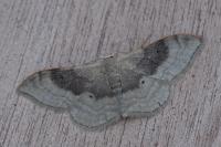 Idaea degeneraria