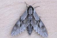 Hyloicus maurorum/pinastri