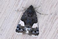 Tyta luctuosa