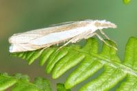 Crambus pascuella